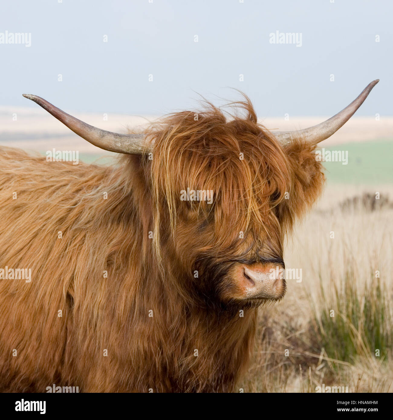 mucca dell'altopiano Foto Stock