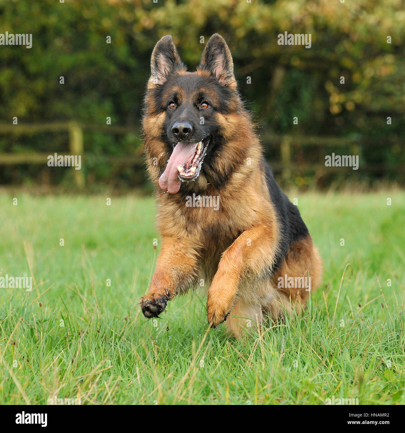 Pastore Tedesco cane in esecuzione Foto Stock