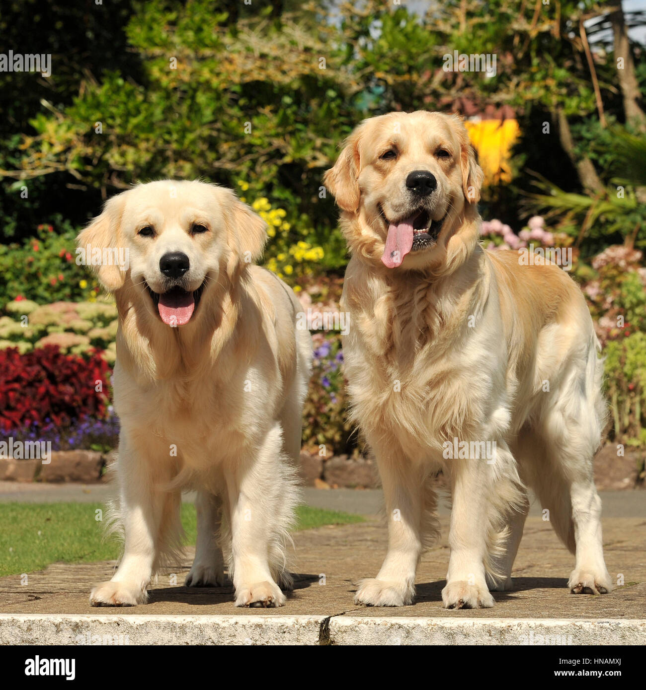 Golden Retriever, due, estate Foto Stock