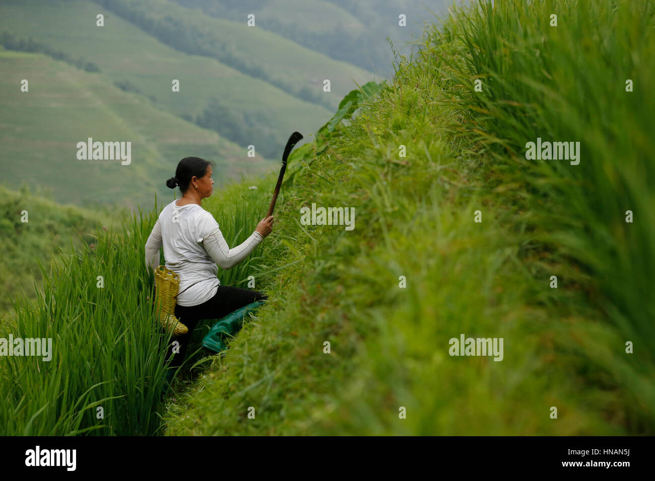 Una donna, azienda lavoratore interrompe la crescita su entrambi i lati di una terrazza in Longji terrazze di riso, vicino a Guilin, provincia di Guangxi, Cina, mercoledì 10 agosto Foto Stock