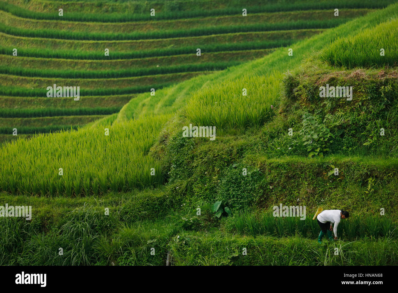 Una donna, azienda lavoratore interrompe la crescita su entrambi i lati di una terrazza in Longji terrazze di riso, vicino a Guilin, provincia di Guangxi, Cina, mercoledì 10 agosto Foto Stock