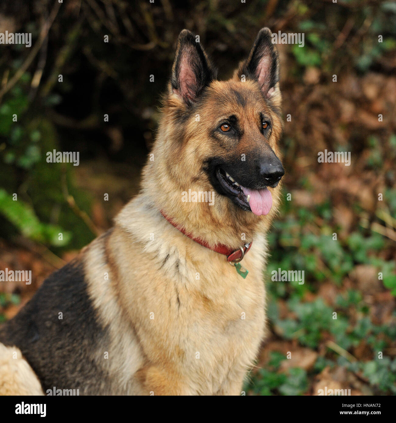 Pastore Tedesco cane in autunno Foto Stock