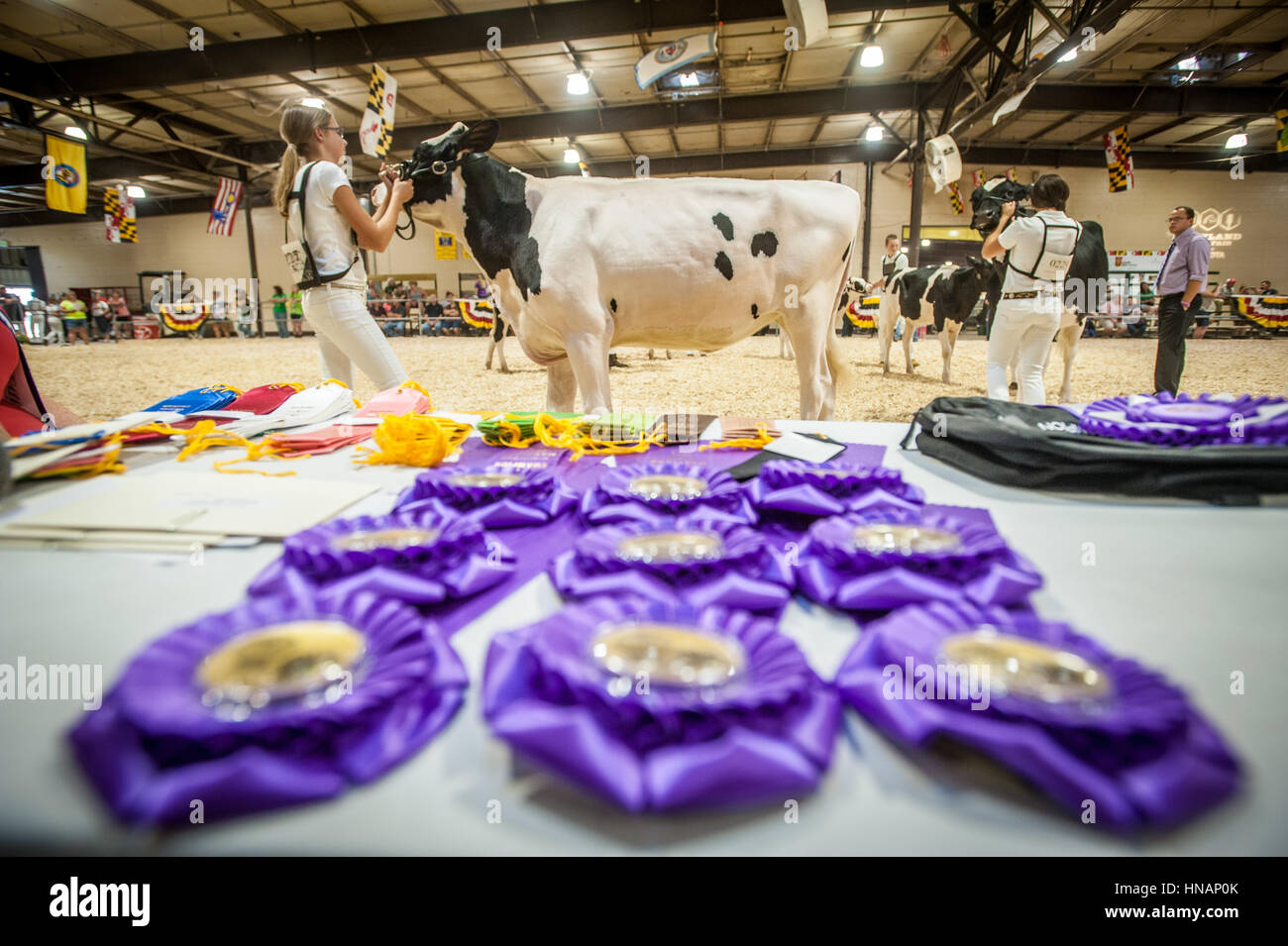 Una giovane ragazza guide ed esamina una mucca durante un concorso al Maryland state fair, mentre il posizionamento nastri giacciono in primo piano. Foto Stock