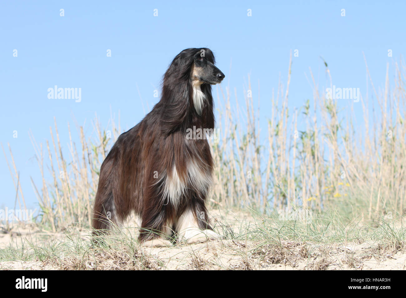 Cane Afghan hound dog Sighthound pet Greyhound Foto Stock