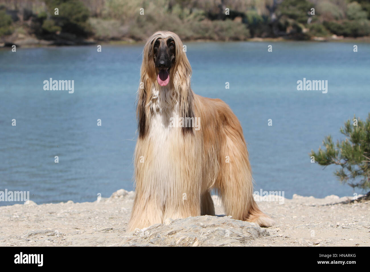 Cane Afghan hound dog Sighthound pet Greyhound Foto Stock