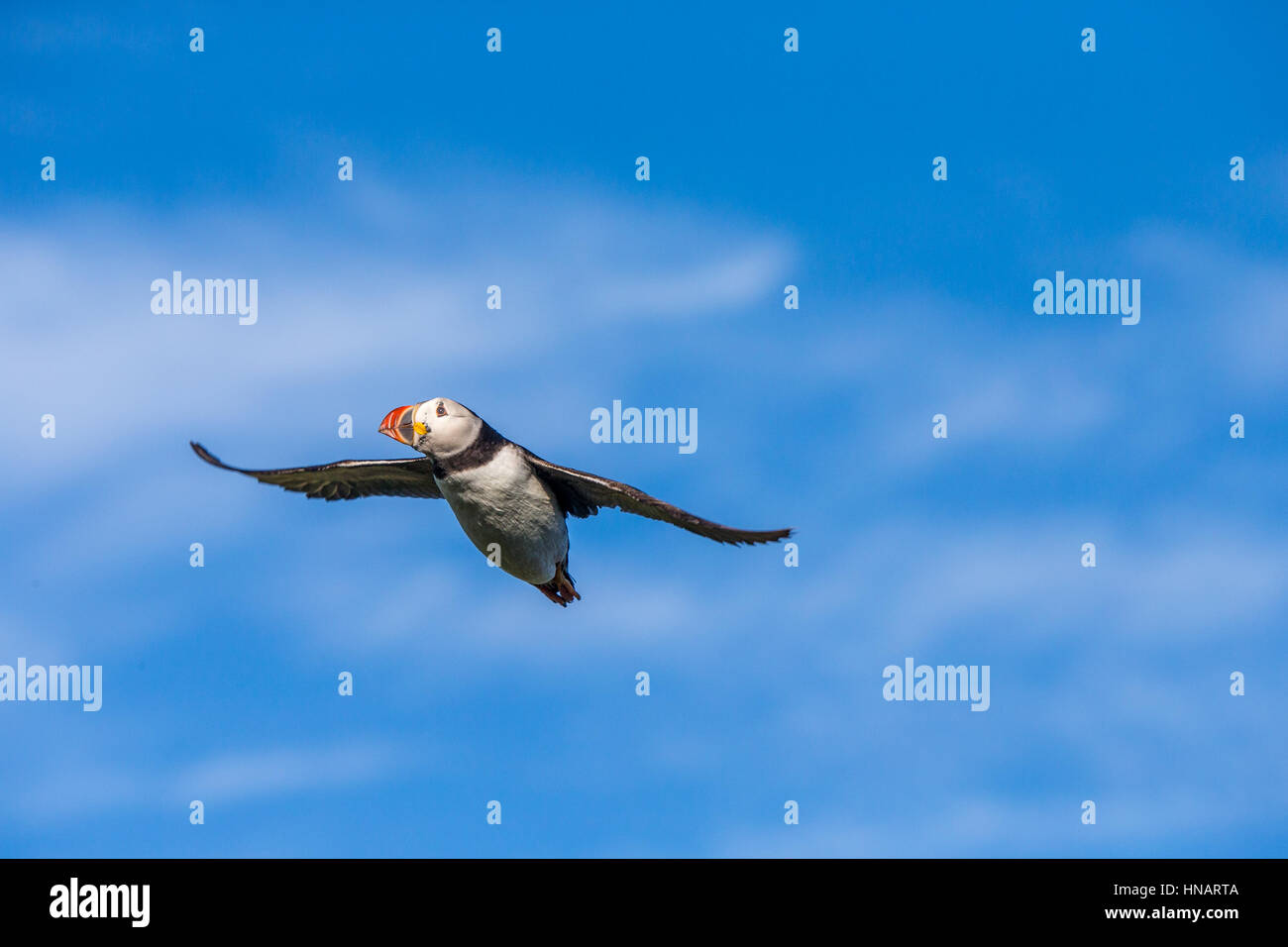 Un Atlantic Puffin battenti contro il cielo blu sull'Isola di Skokholm della costa del Galles Foto Stock