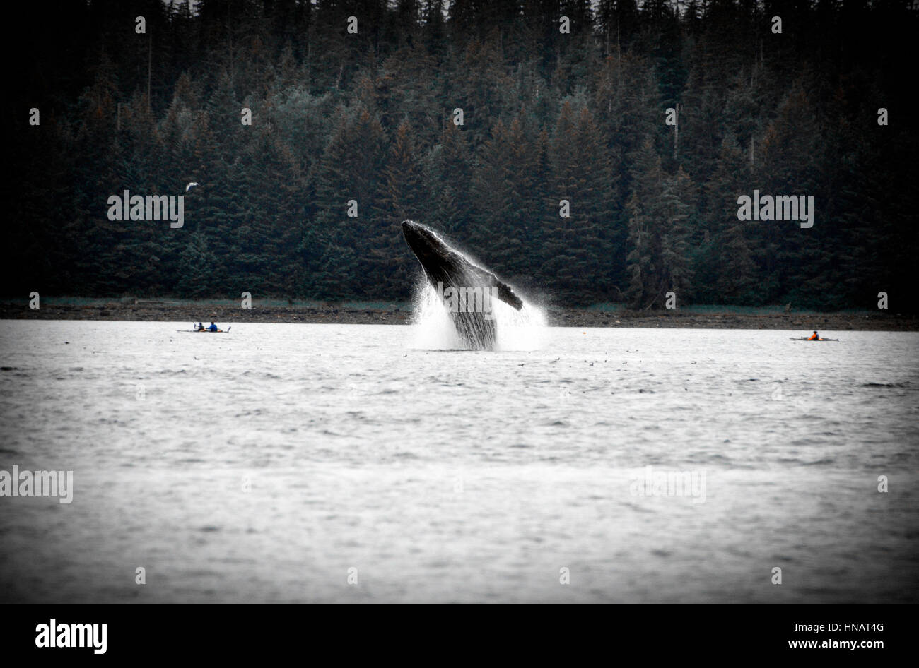 Un Salto della balena tra due canoe sul Glacier Bay in Alaska Foto Stock