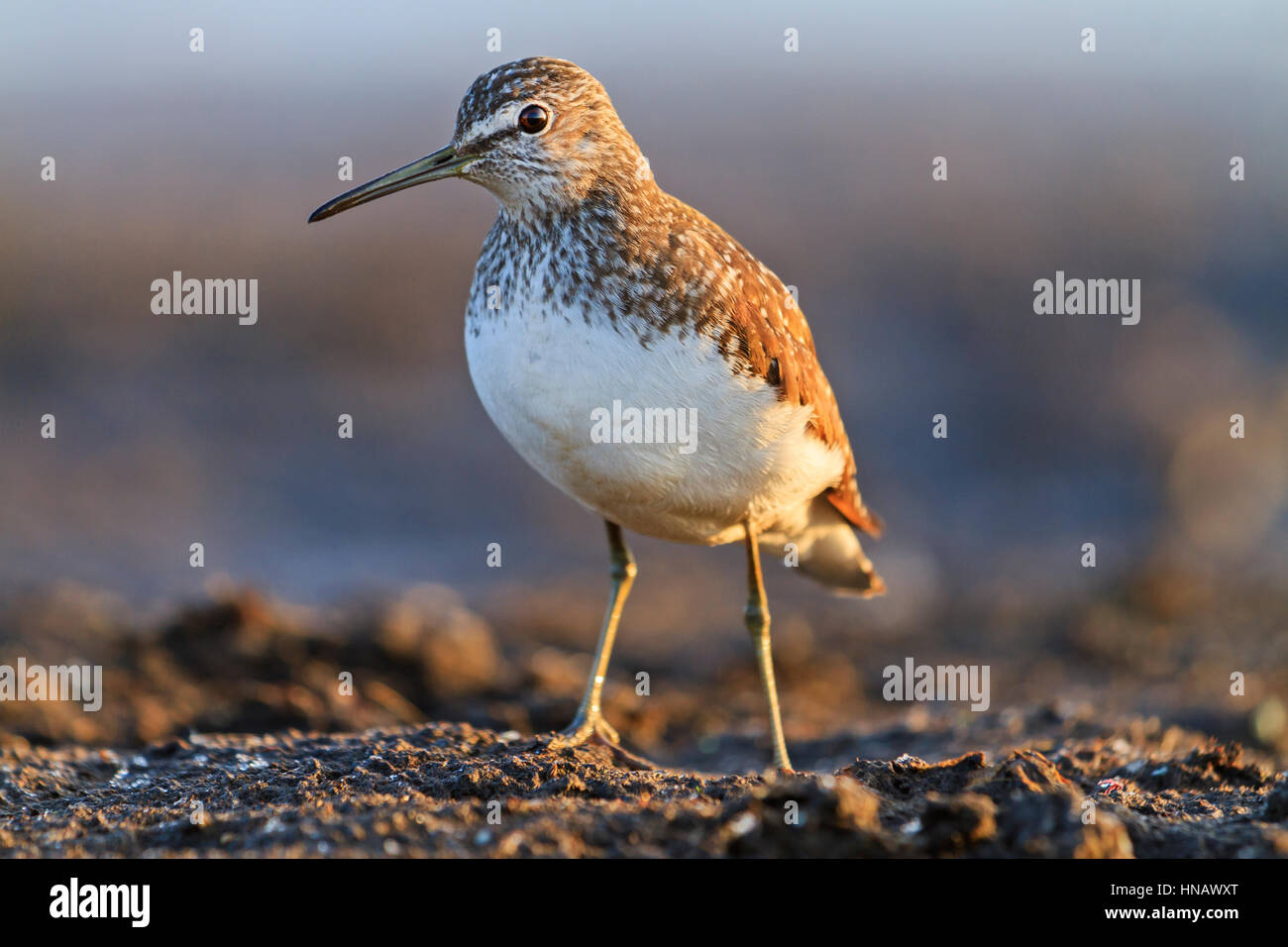 Sandpiper in piedi di fronte sulla Palude di torba,uccelli acquatici, primavera uccelli di migrazione con un becco lungo Foto Stock