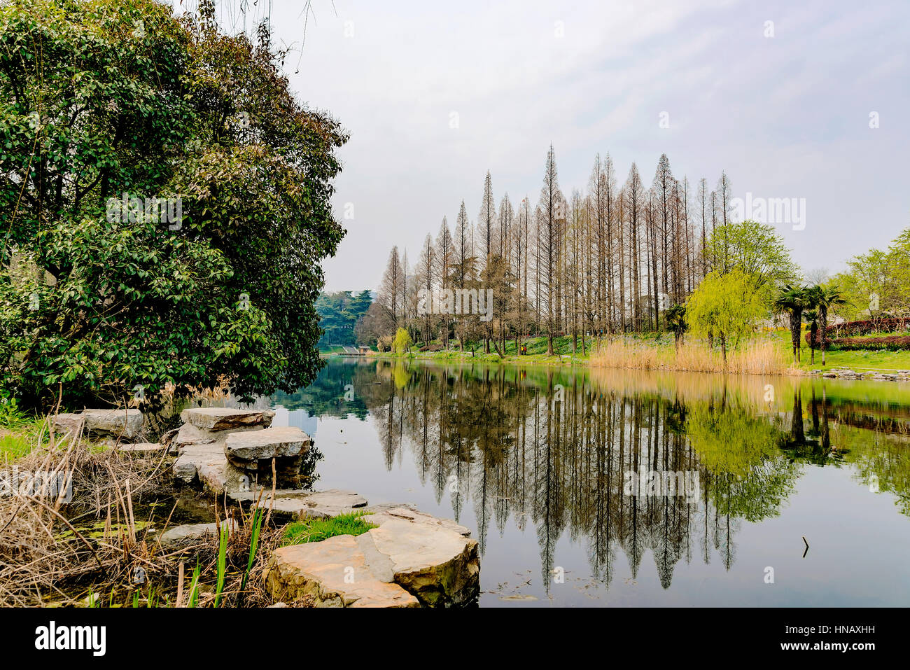 La natura nel Lago Xuanwu Nanjing Foto Stock