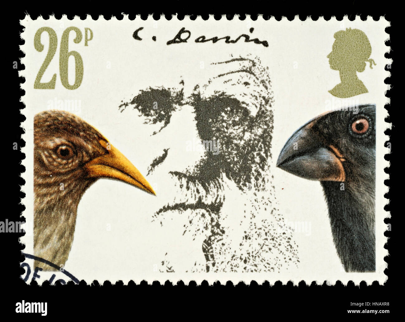 Regno Unito - circa 1981: Un British usato francobollo dedicato a Charles Darwin teoria dell evoluzione e fringuelli Foto Stock