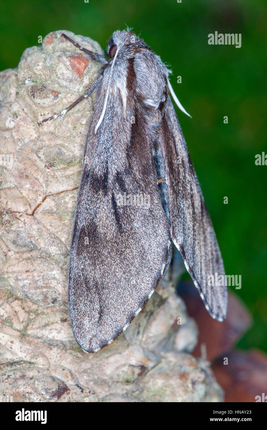Pine Hawk moth (Sphinx pinastri) in appoggio su di un cono di conifere Foto Stock
