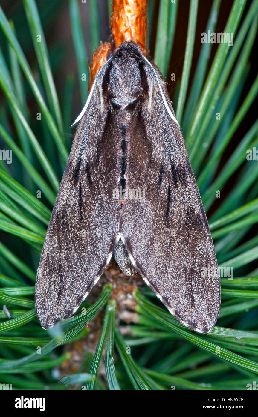 Pine Hawk moth (Sphinx pinastri) femmina resina su un pino Foto Stock