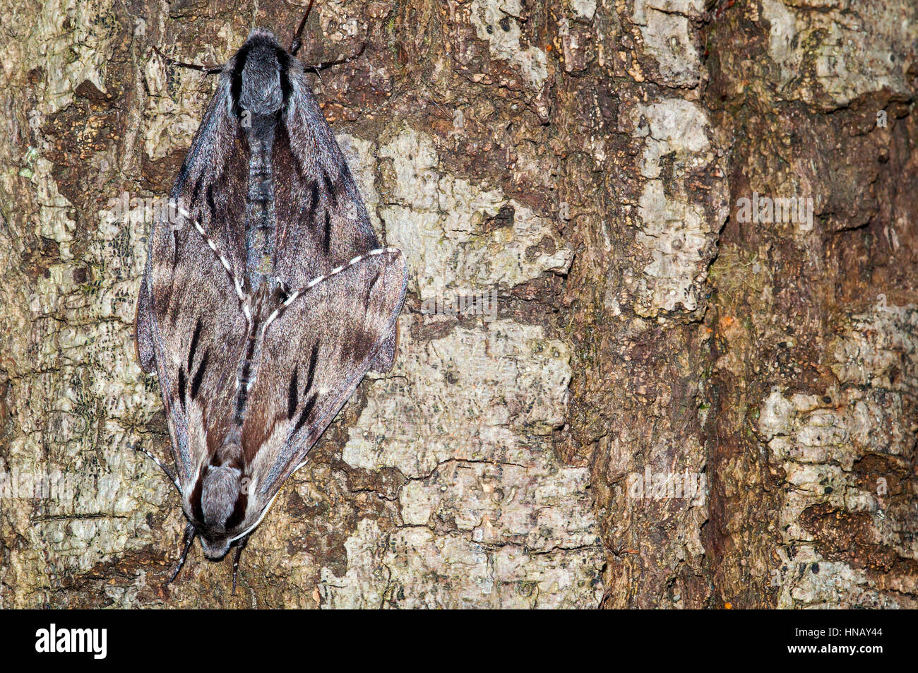 Falco di pino falene (Sphinx pinastri) coniugata Foto Stock