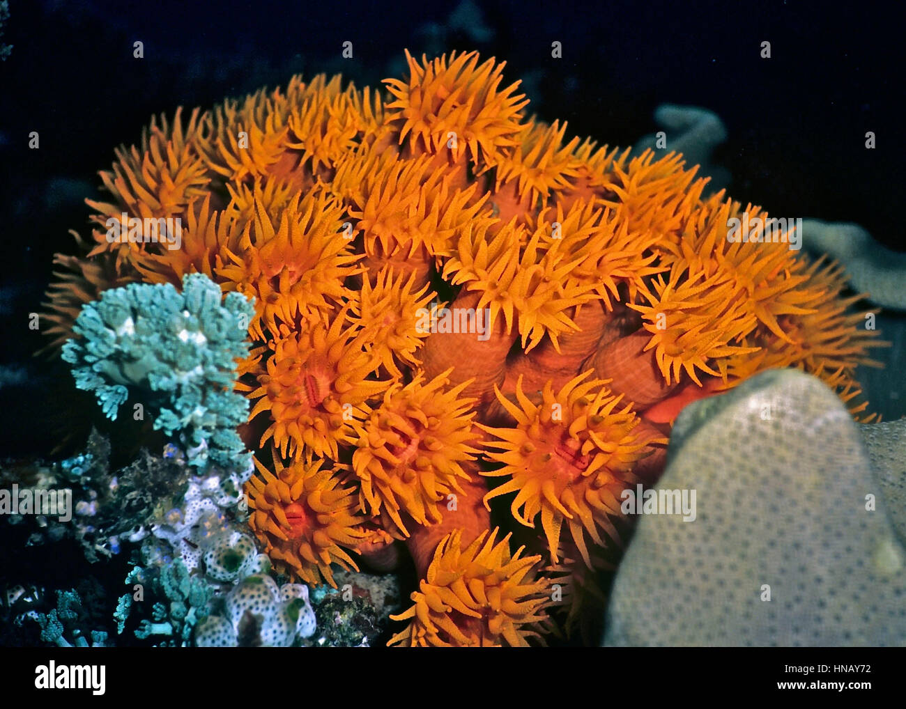 Coppa del rosso dei coralli (Tubastraea faulkneri) non hanno alcuna relazione simbiotica zooxanthellae e così non beneficiano della fotosintesi. Trovato in acque più profonde. Sulawesi . Foto Stock