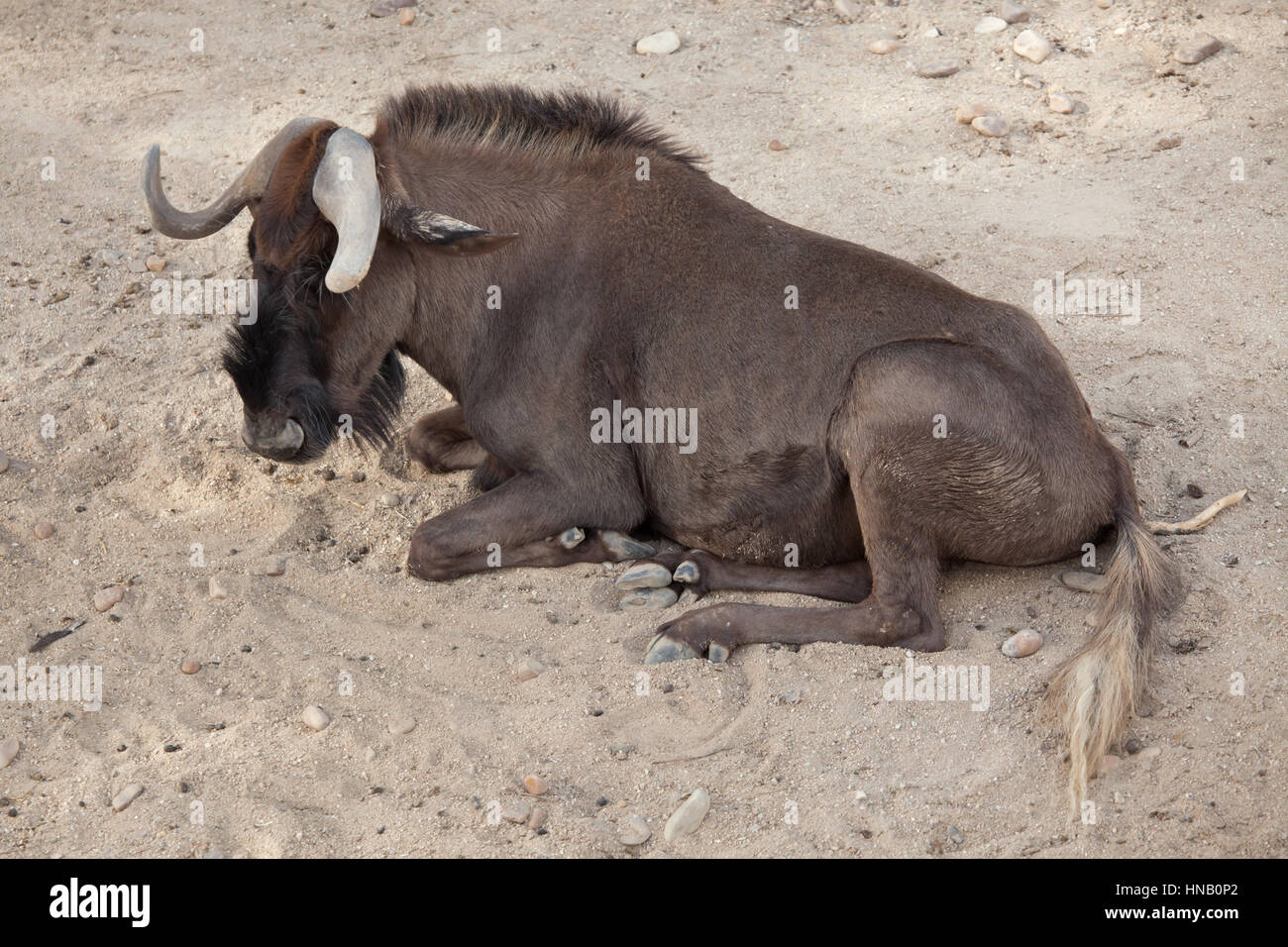 Nero (gnu Connochaetes gnou), noto anche come il bianco-tailed gnu. Foto Stock
