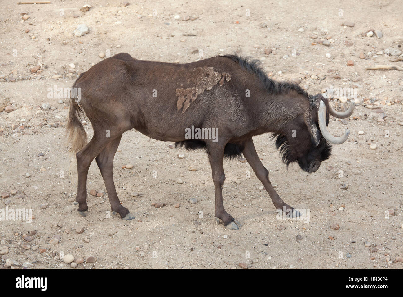 Nero (gnu Connochaetes gnou), noto anche come il bianco-tailed gnu. Foto Stock