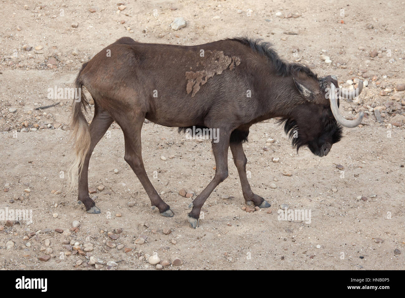 Nero (gnu Connochaetes gnou), noto anche come il bianco-tailed gnu. Foto Stock
