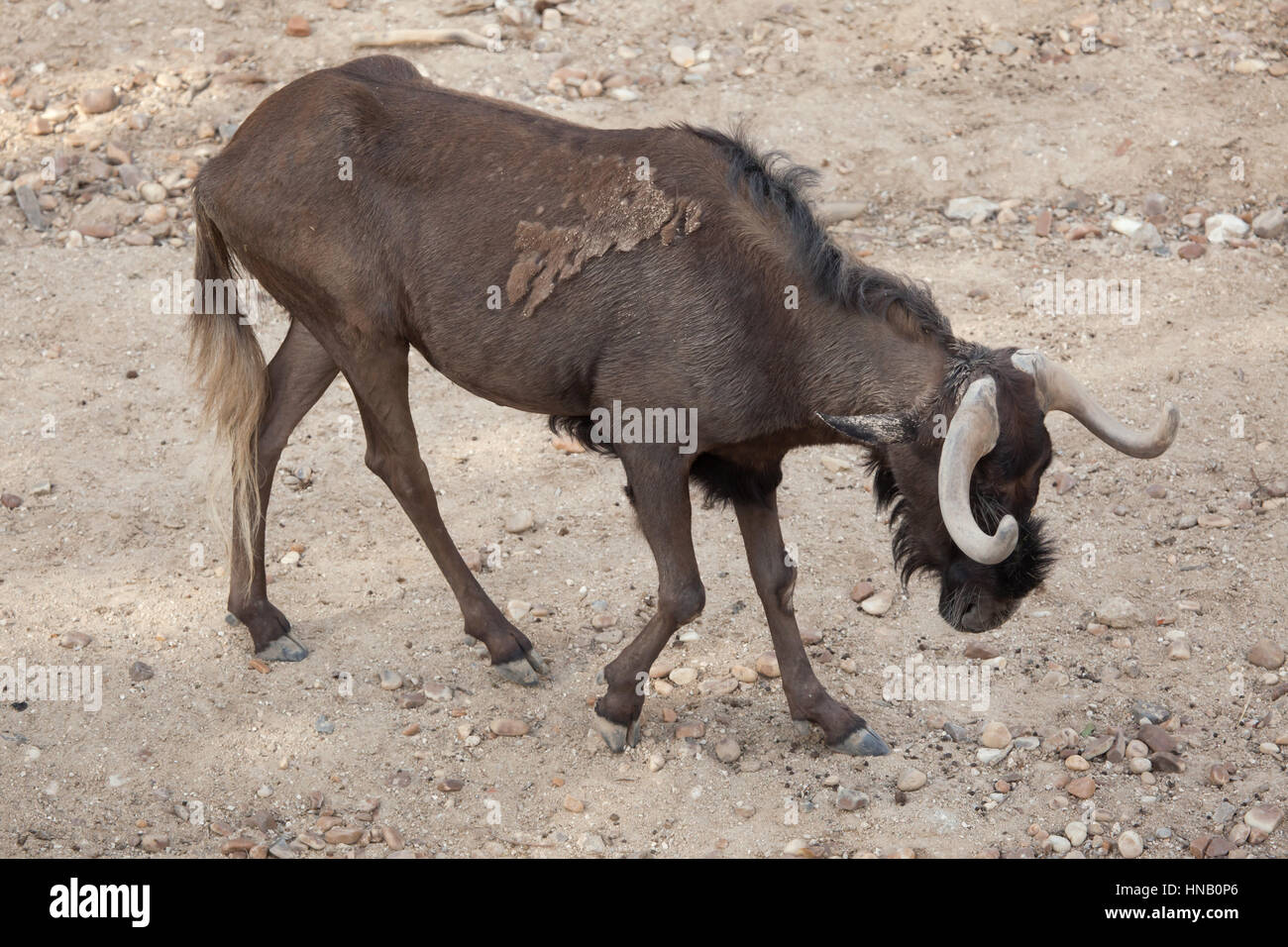 Nero (gnu Connochaetes gnou), noto anche come il bianco-tailed gnu. Foto Stock