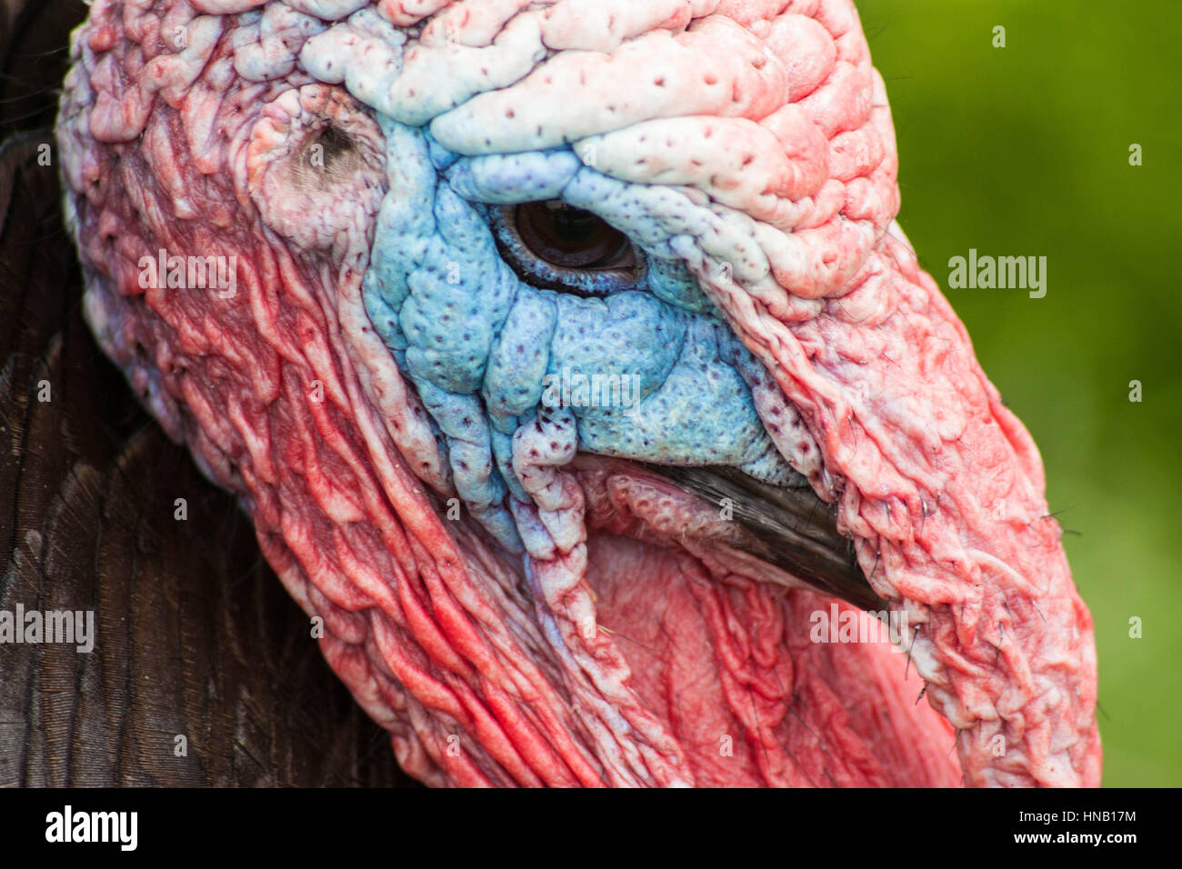 La Turchia domestico. Foto Stock