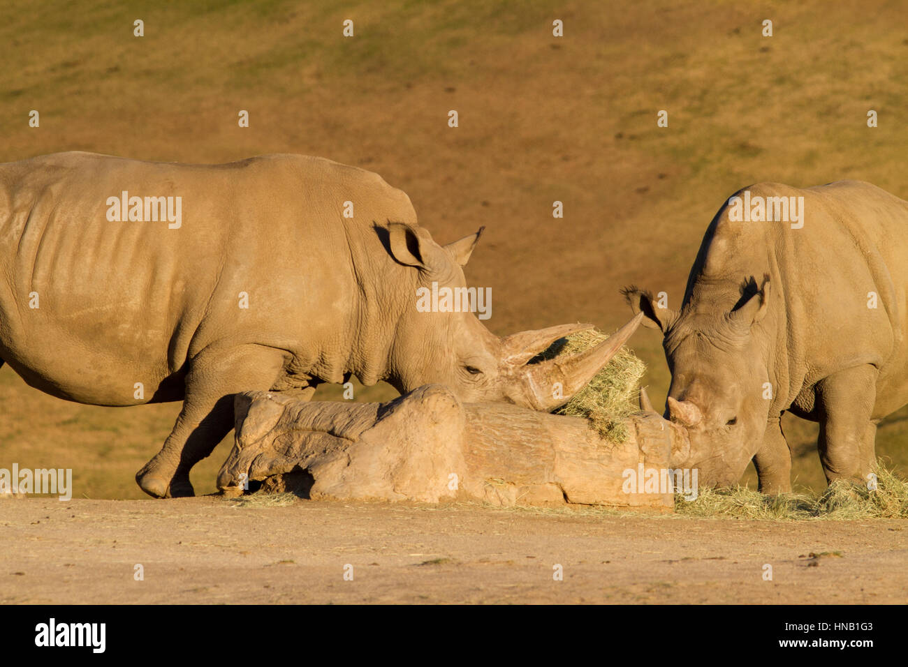 Rhino mangiare a san diego zoo safari in California Foto Stock