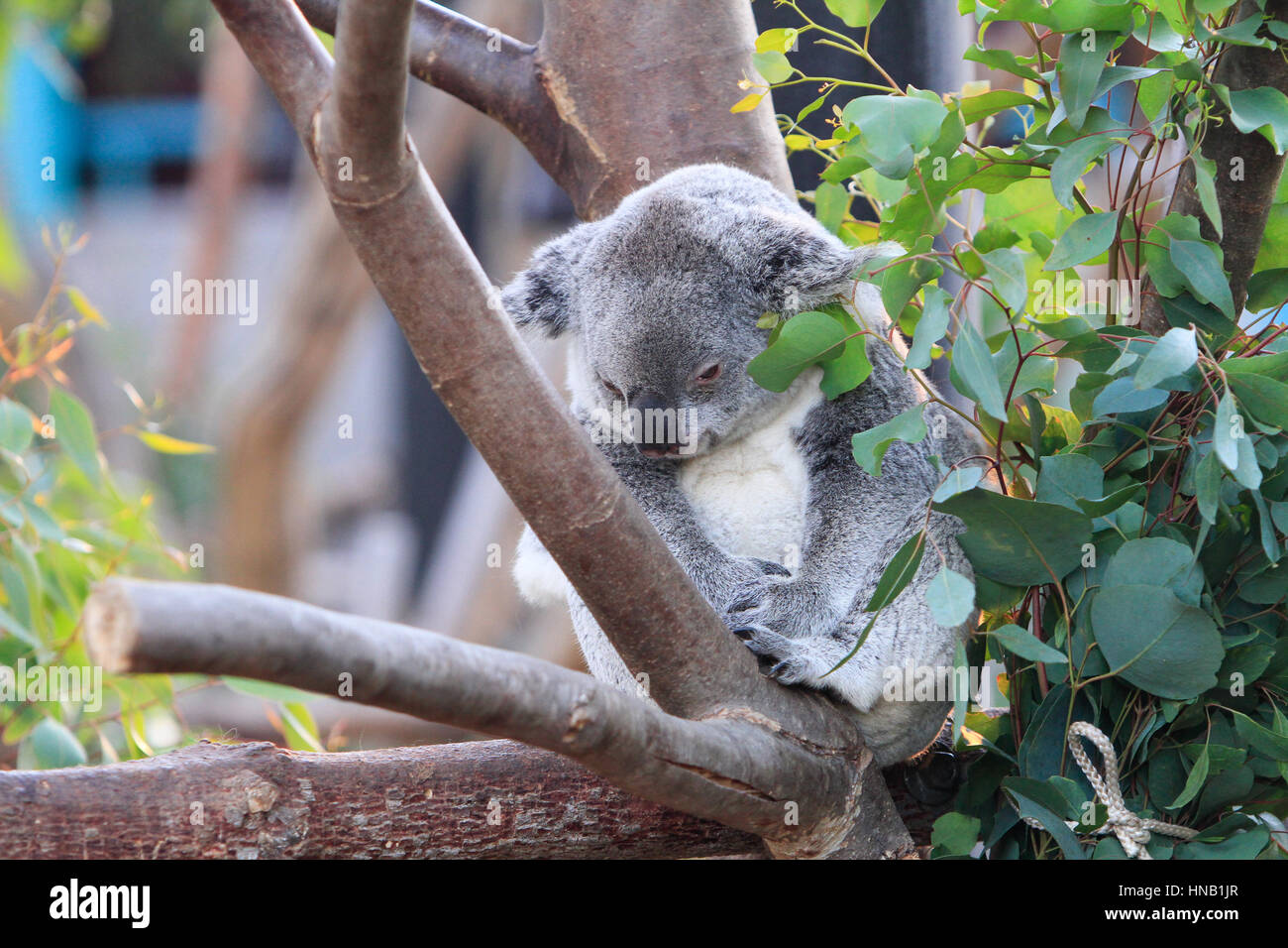 Bellissimo colpo di graziosi koala bear Foto Stock
