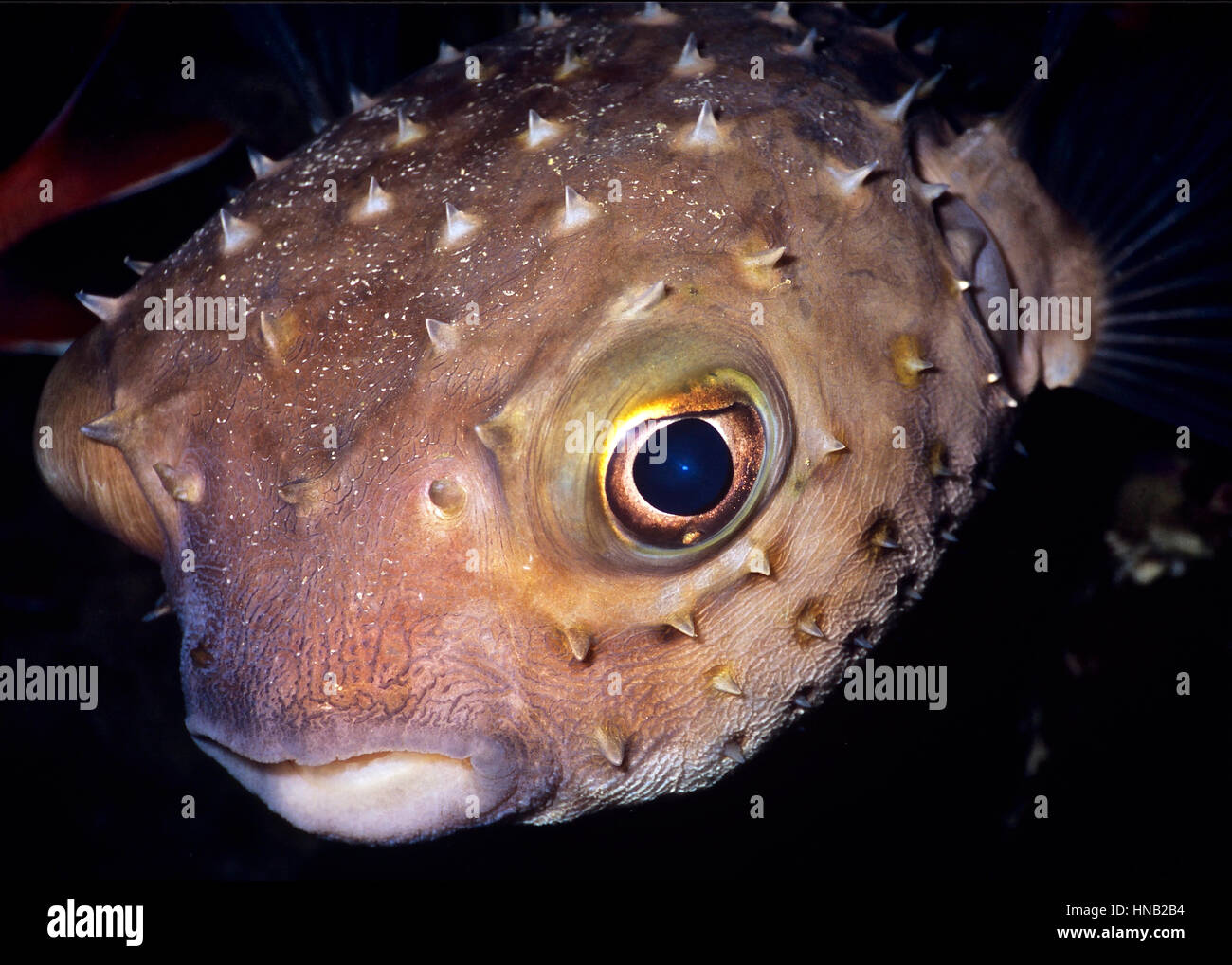 Burrfish (Cychichthys orbicularis) sono spesso sufficientemente cordiale e curiosi per permettere ai sub di fotografare con facilità. Mar Rosso egiziano. Foto Stock