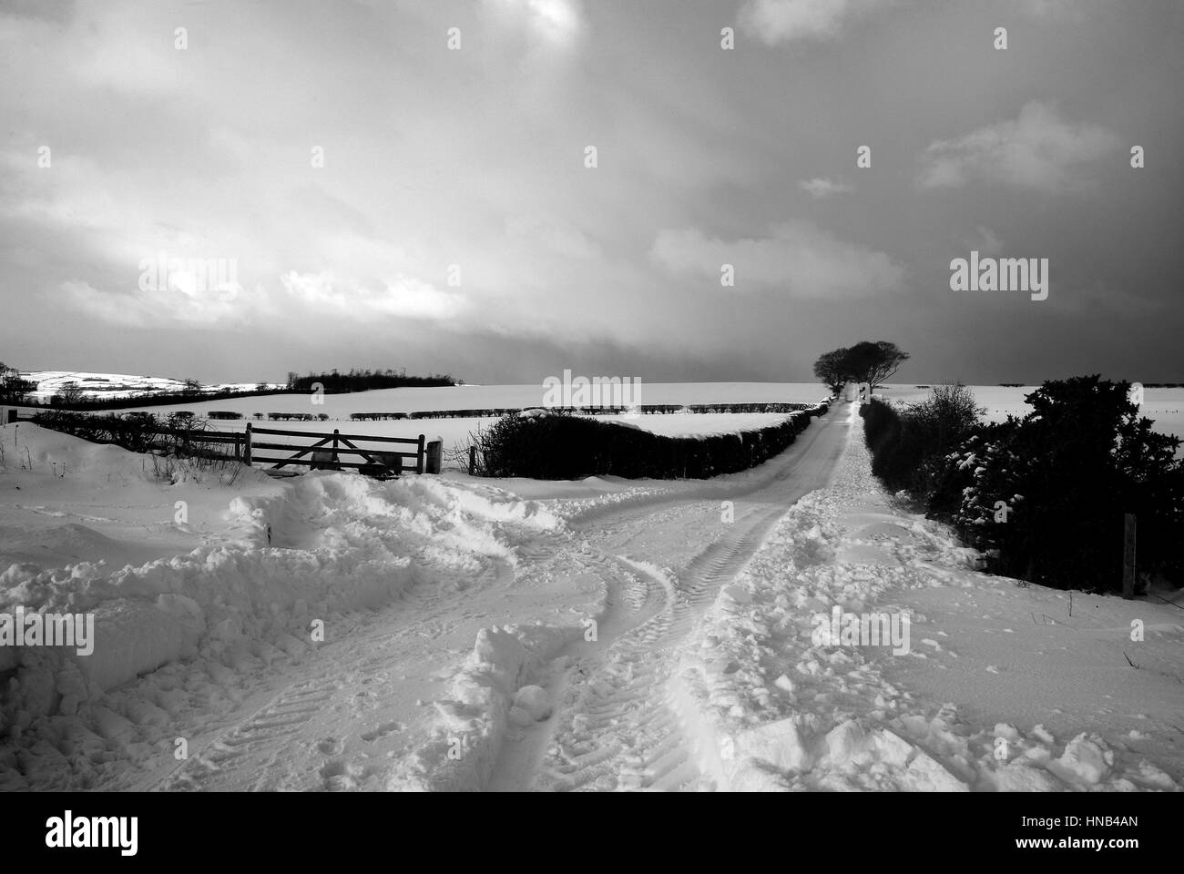 Il nero e il bianco paesaggio - forti nevicate in Berwickshire, Scozia Foto Stock