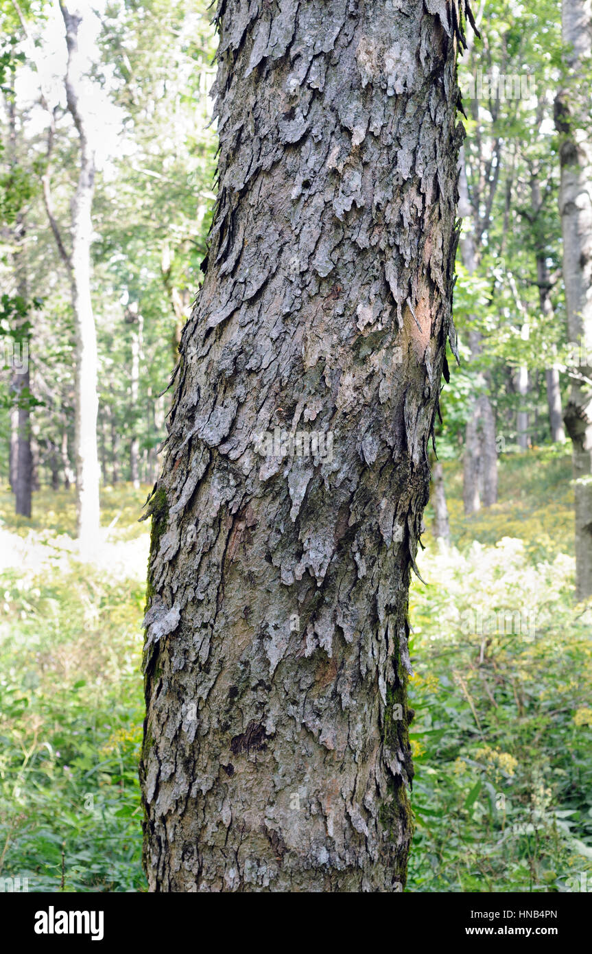 Corteccia di un acero di monte (Acer pseudoplatanus) girato in uno di latifoglie foresta orrido (Slovenia). Foto Stock
