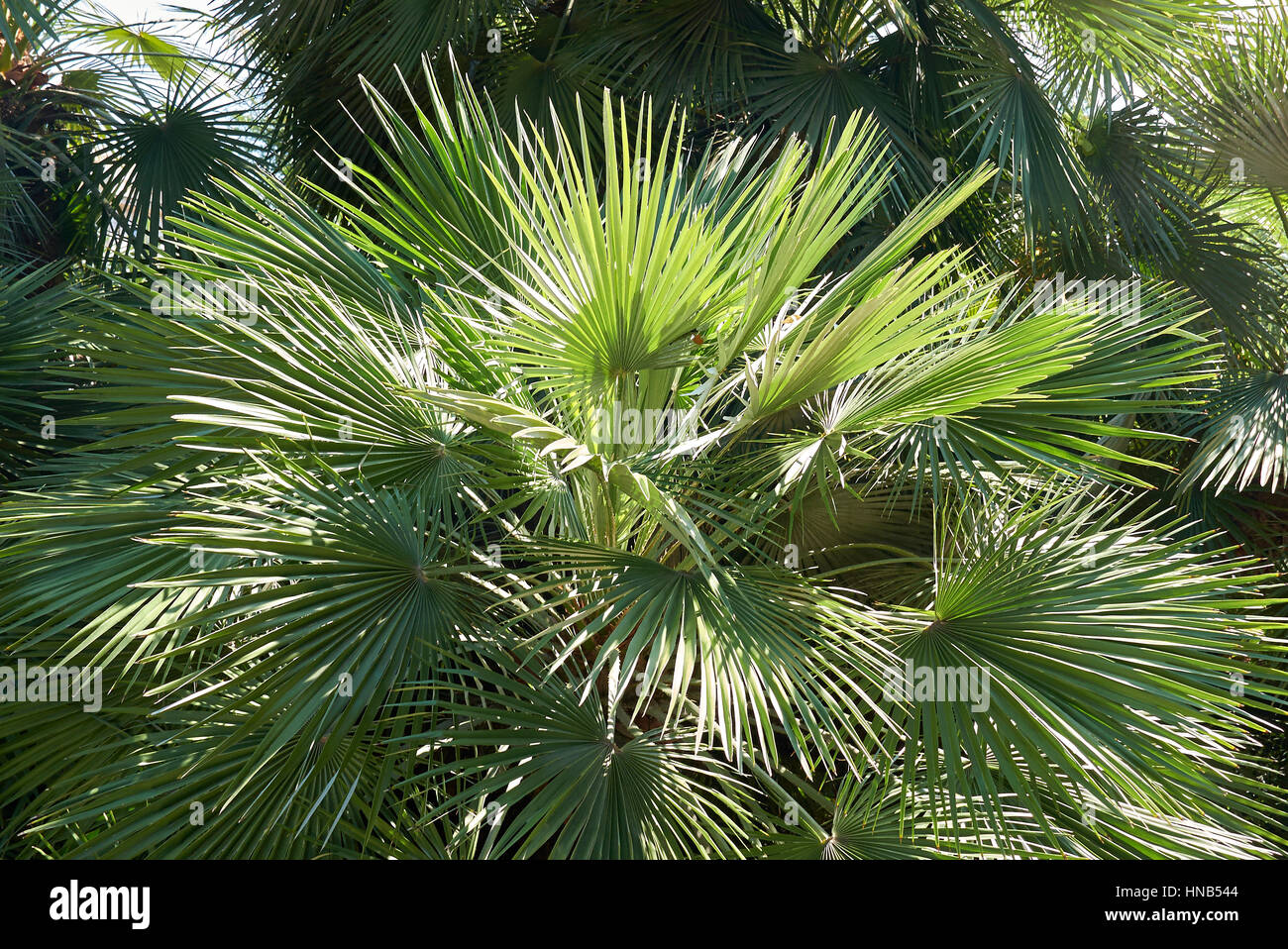 Chamaerops humilis Foto Stock