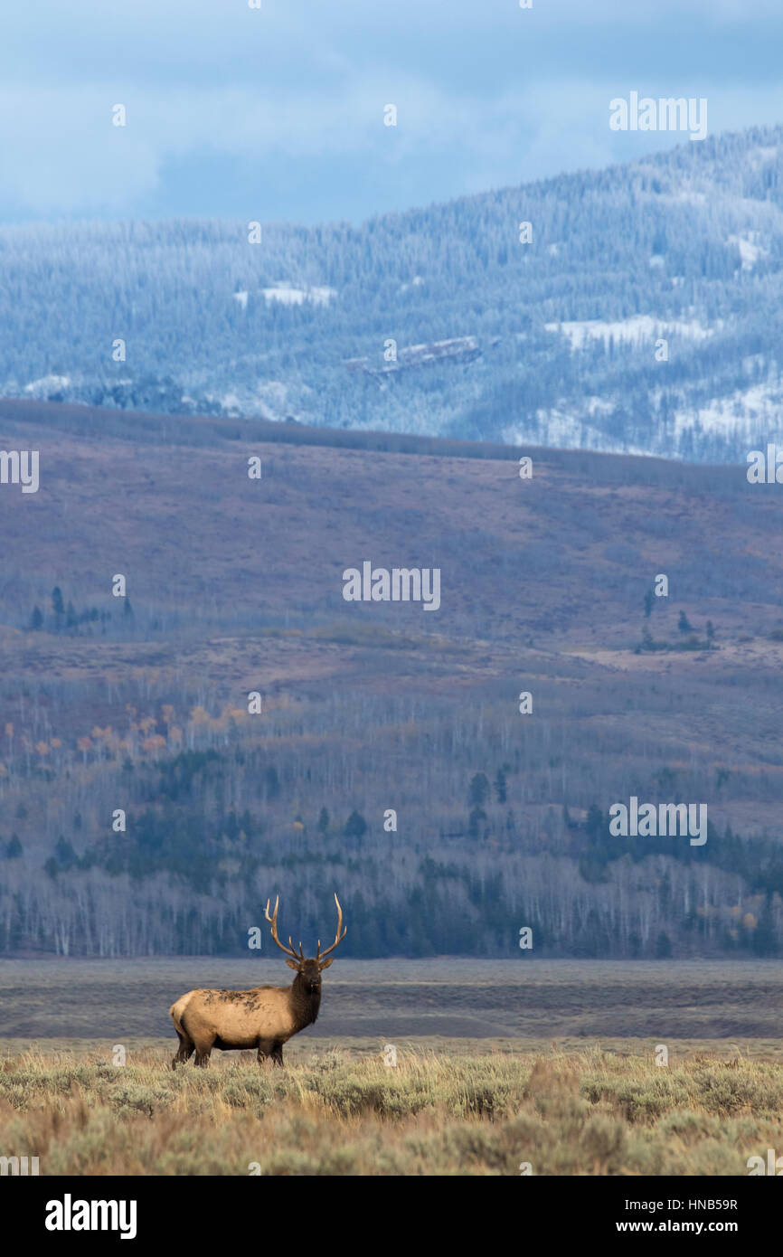 Bull elk durante il solco nel prato aperto con le montagne sullo sfondo Foto Stock