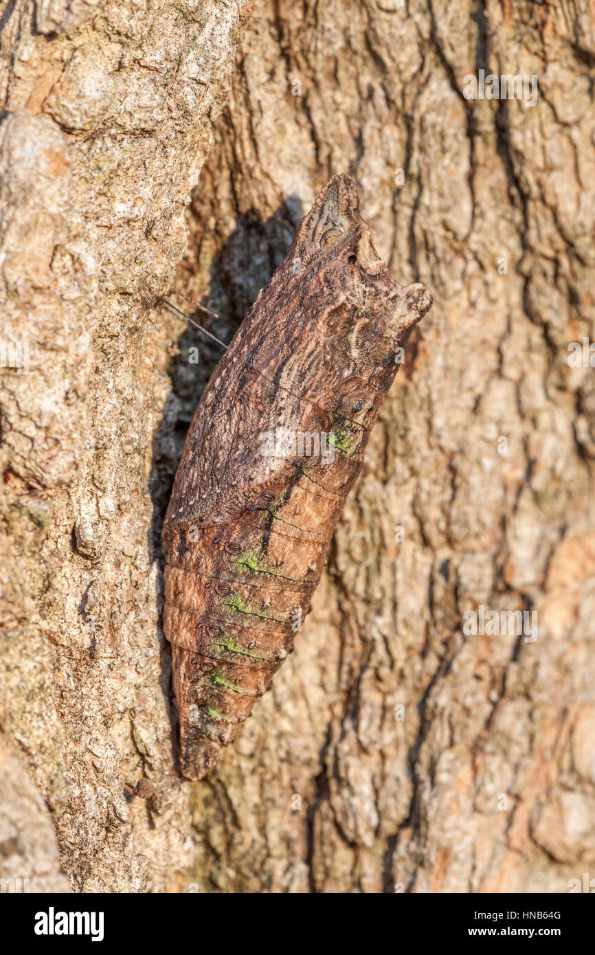 Orientale a coda di rondine di Tiger (Papilio glaucus) crisalide di svernamento nella bocchetta a lancia di corteccia di albero. Foto Stock