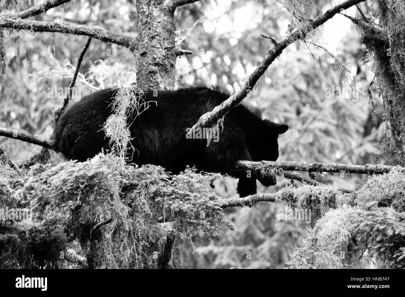 Tongass National Forest, Anan Creek wildlife observatory, Alaska, STATI UNITI D'AMERICA Foto Stock