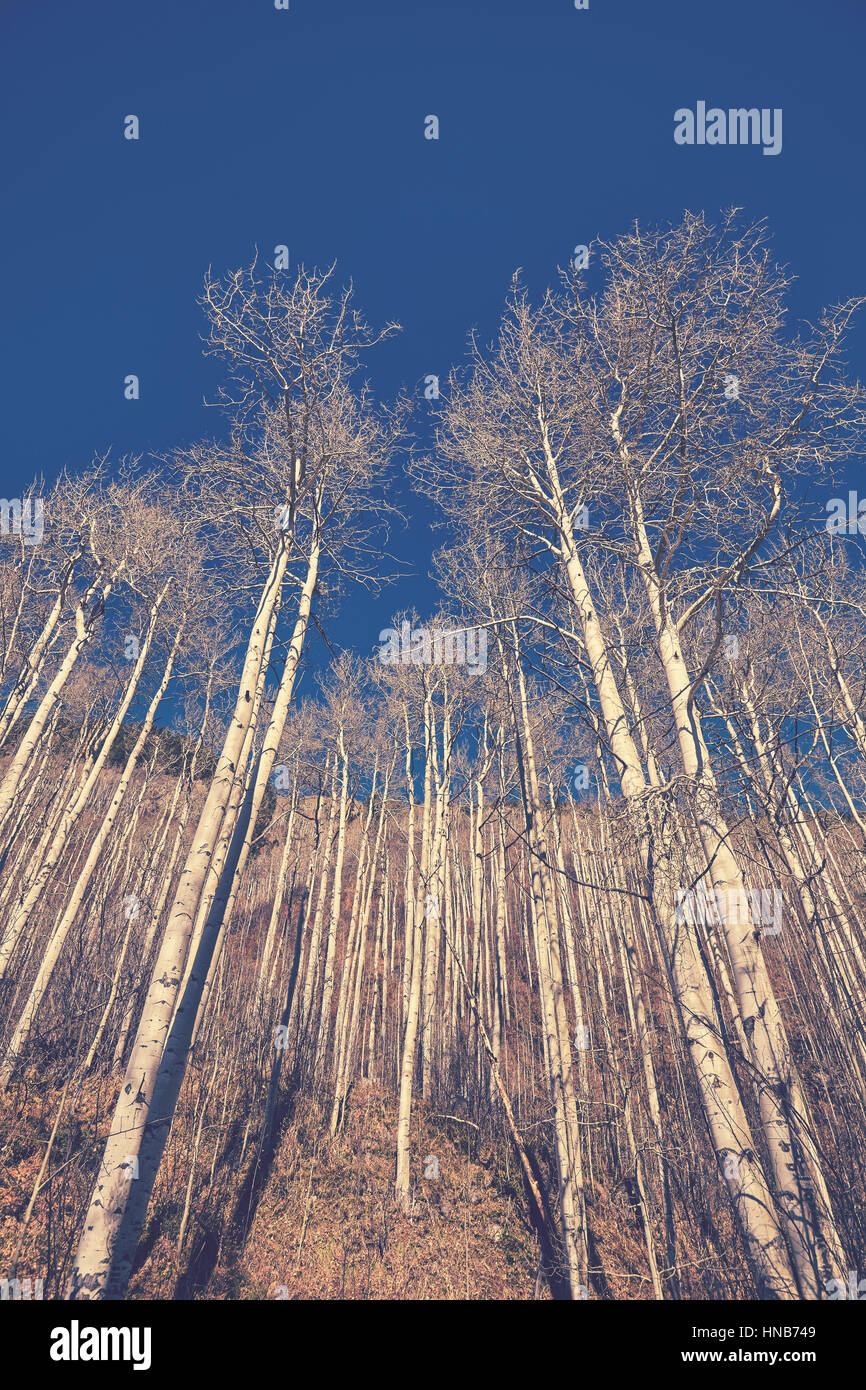 Retrò nei toni del colore di autunno sfrondato di betulle, ricerca di prospettiva. Foto Stock