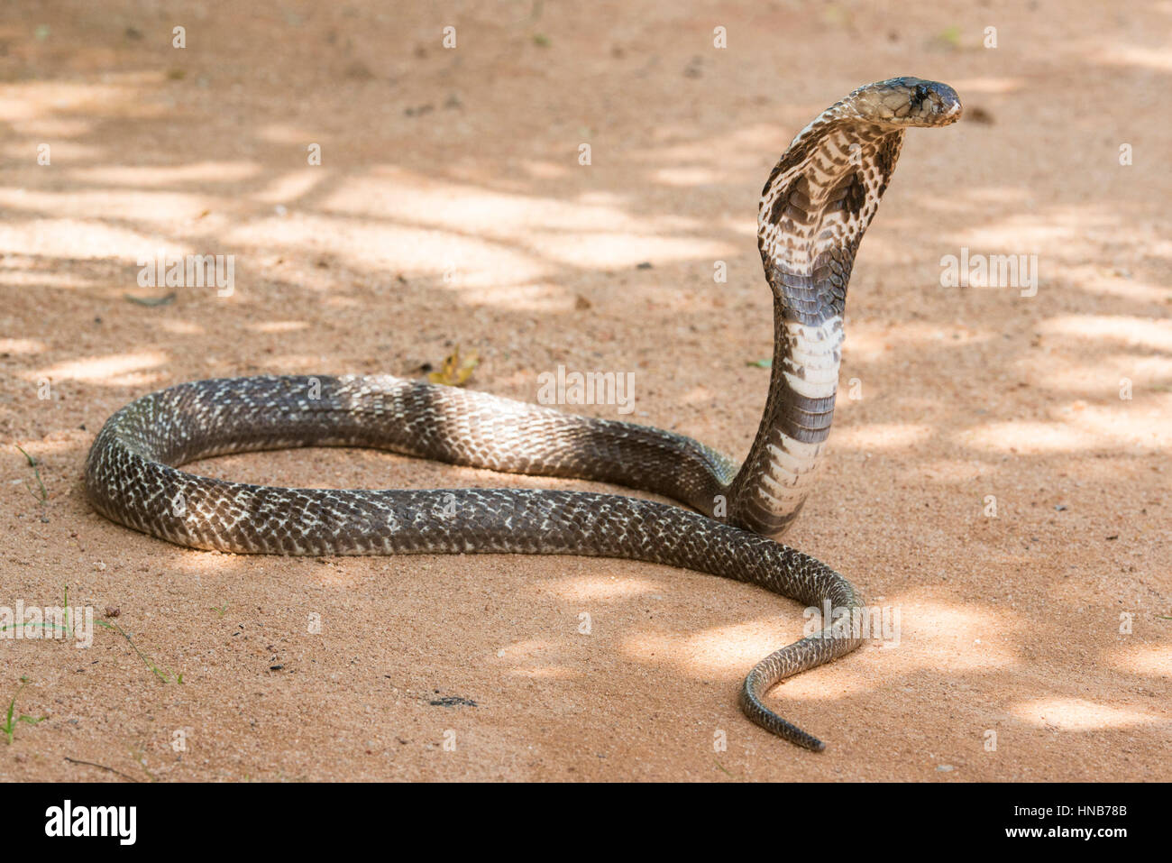 Cobra indiano o Spectacled cobra, Naja naja, Sri Lanka Foto Stock