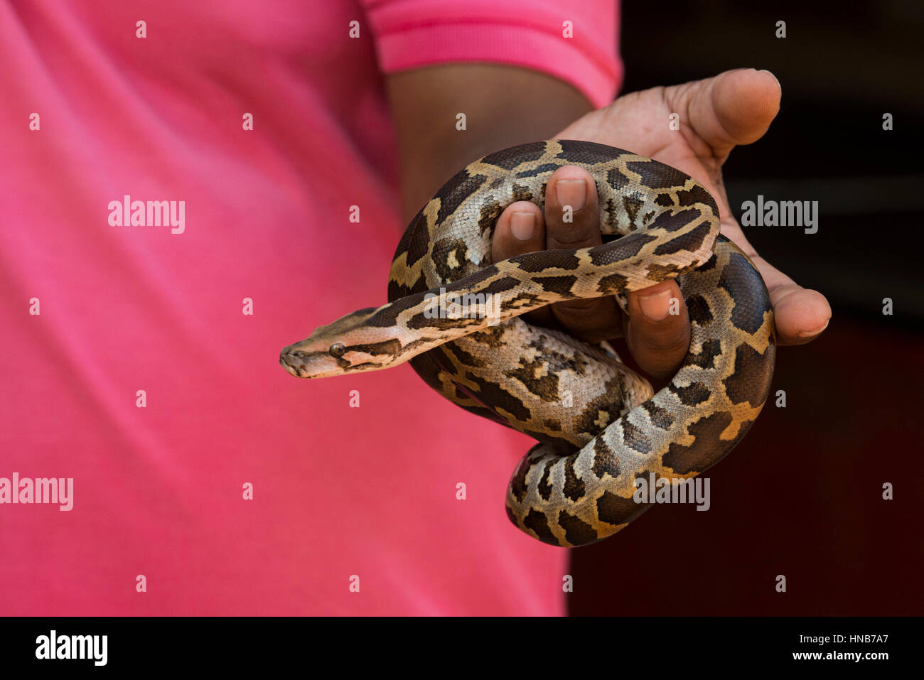 Uomo con un bambino di python, Sri Lanka Foto Stock