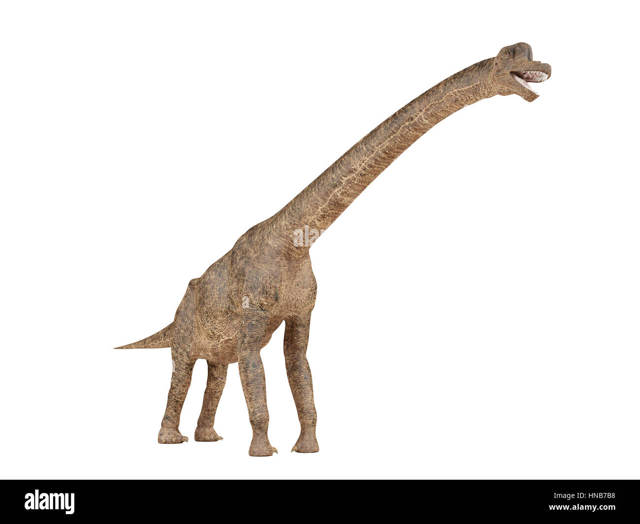 Dinosauro Brachiosaurus isolati su sfondo bianco, rendering 3D Foto Stock