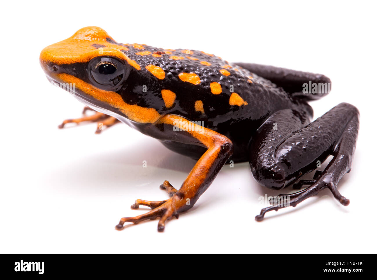 Poison dart o freccia rana, Ameerega silverstonei. Arancione animali velenosi dalla foresta amazzonica del Perù. Isolato su sfondo bianco. Foto Stock