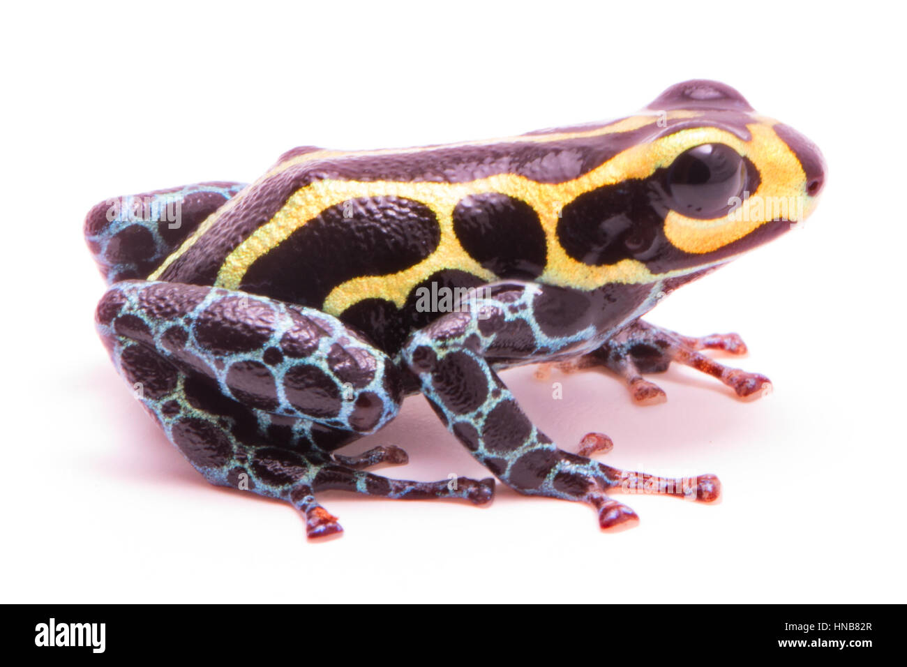 Poison dart frog, Ranitomeya imitatore baja huallaga. Un piccolo animale velenoso dal tropical Amazzonia foresta di pioggia del Perù. Isolato su bianco backgrou Foto Stock
