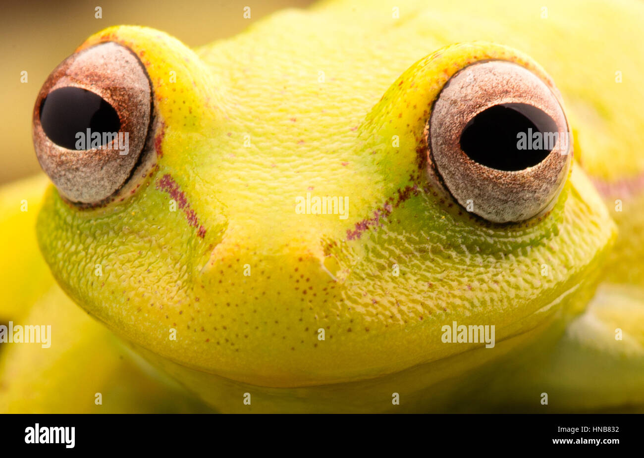 Gli occhi vivaci di Polka Dot raganella, Hypsiboas punctatus. Animale dell'amazzonia tropicale foresta di pioggia. Una bella curioso treefrog giallo. Foto Stock