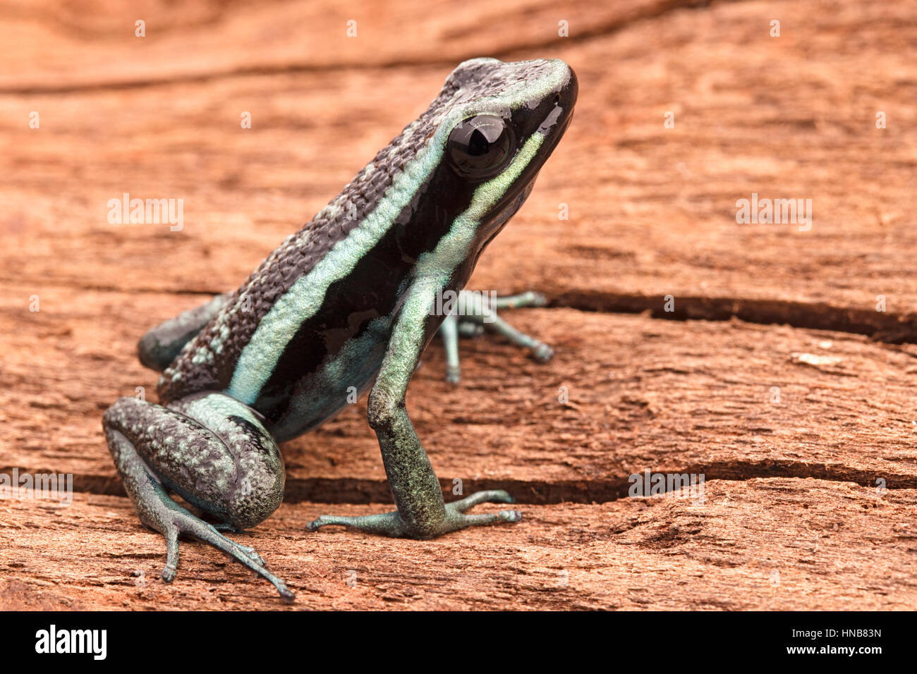Gradevoli poison dart frog, Ameerega bassleri. Tropical e velenosi rain forest animale dalla giungla amazzonica del Perù. Foto Stock