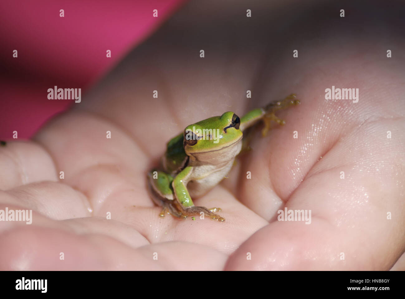 Piccolo e la rana verde sul lato Foto Stock