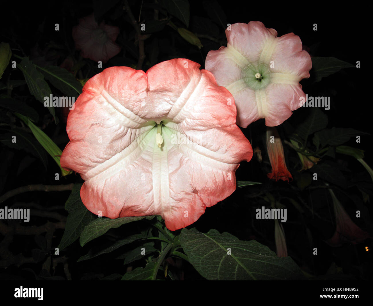 Brugmansia suaveolens Foto Stock