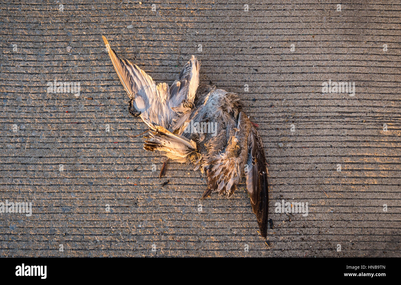 Uccello morto sul lato della strada Foto Stock