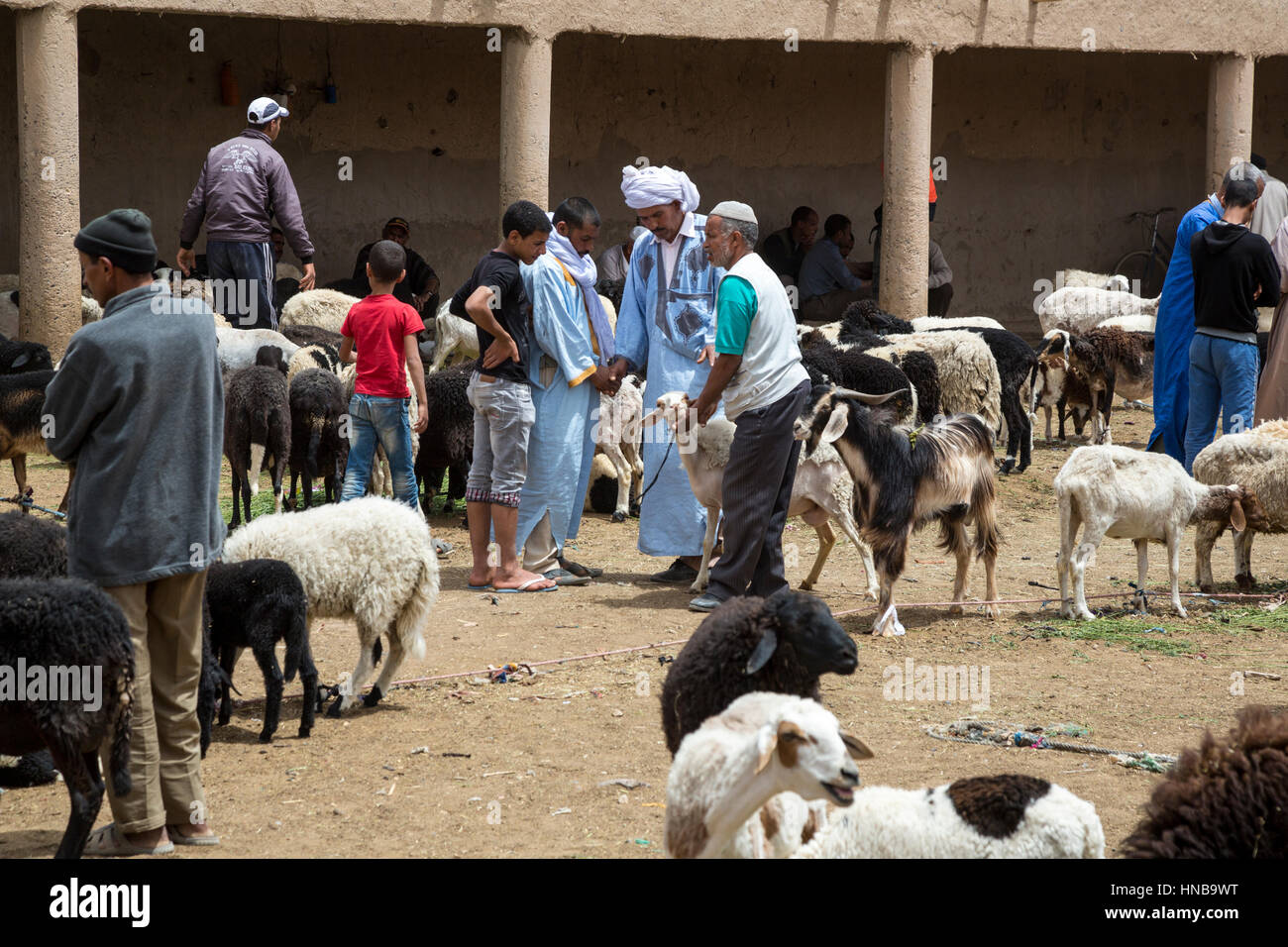 Rissani, Marocco. Pecore per la vendita nel mercato del bestiame. Foto Stock