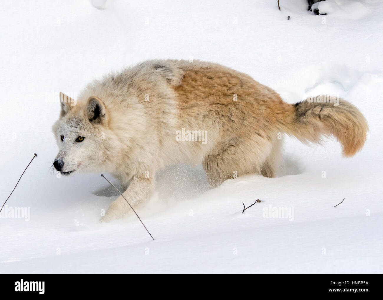 Lupo grigio; Lupus Canus; British Columbia; Canada Foto Stock