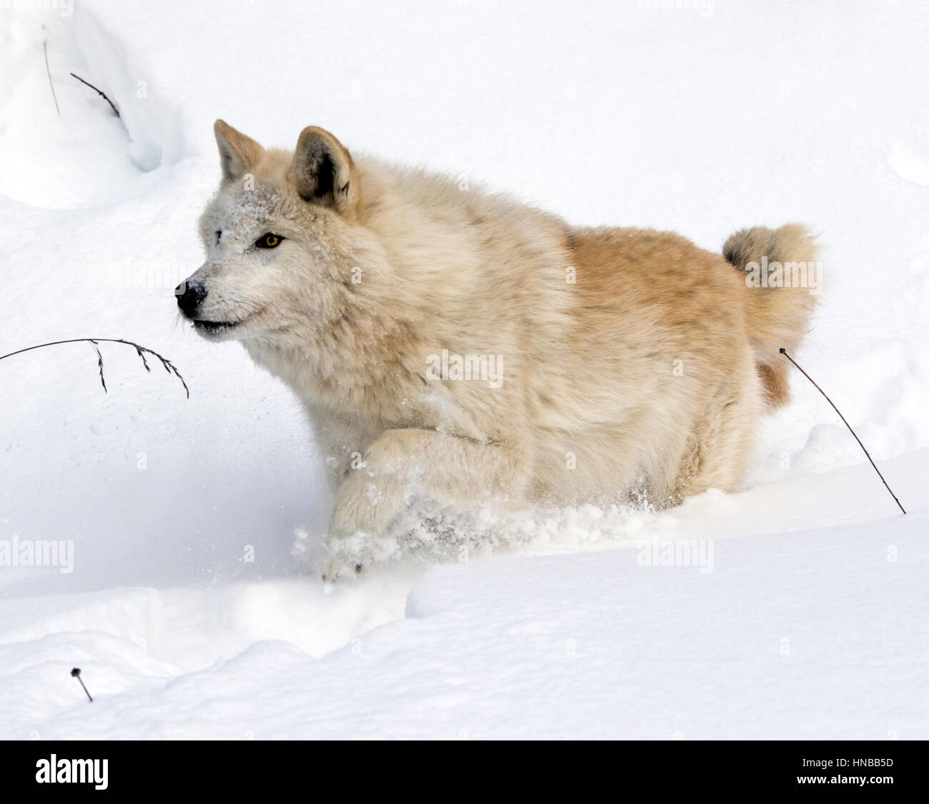 Lupo grigio; Lupus Canus; British Columbia; Canada Foto Stock