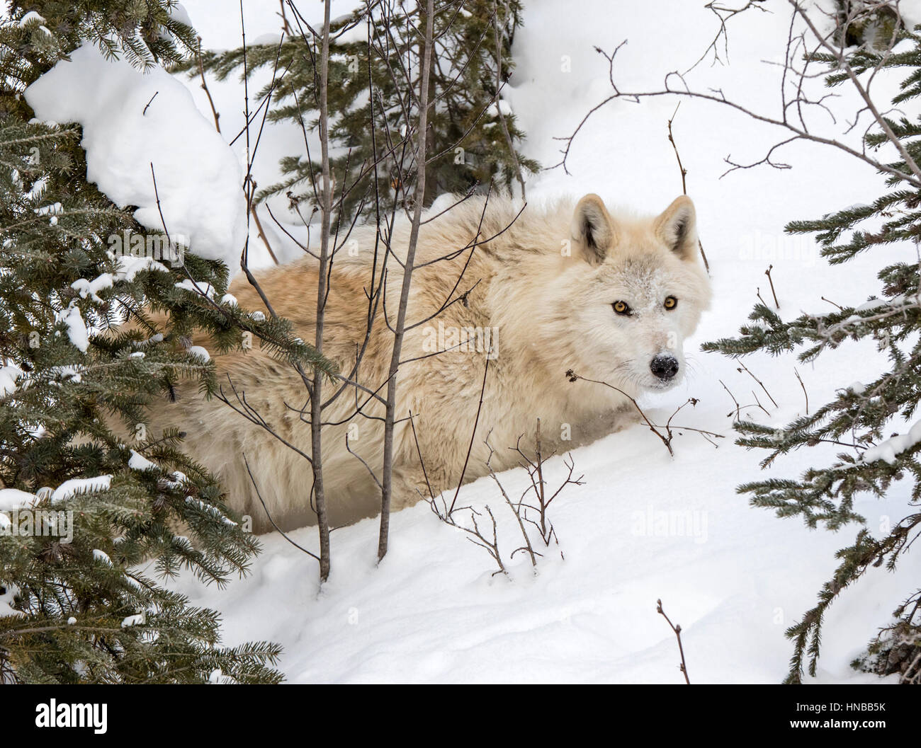 Lupo grigio; Lupus Canus; British Columbia; Canada Foto Stock
