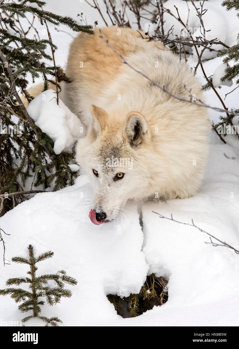 Lupo grigio; Lupus Canus; British Columbia; Canada Foto Stock