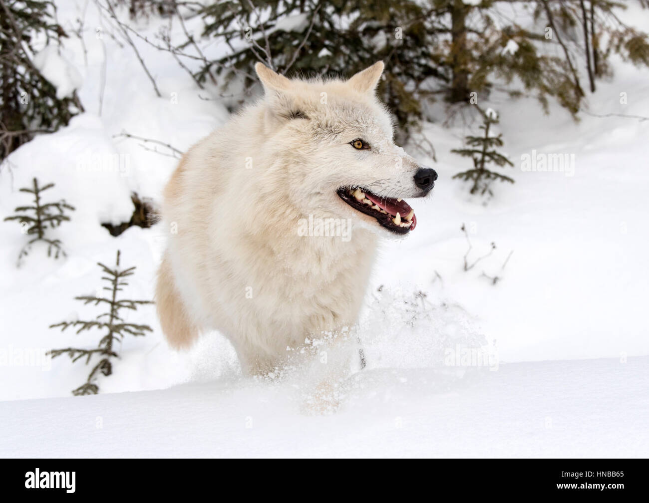 Lupo grigio; Lupus Canus; British Columbia; Canada Foto Stock