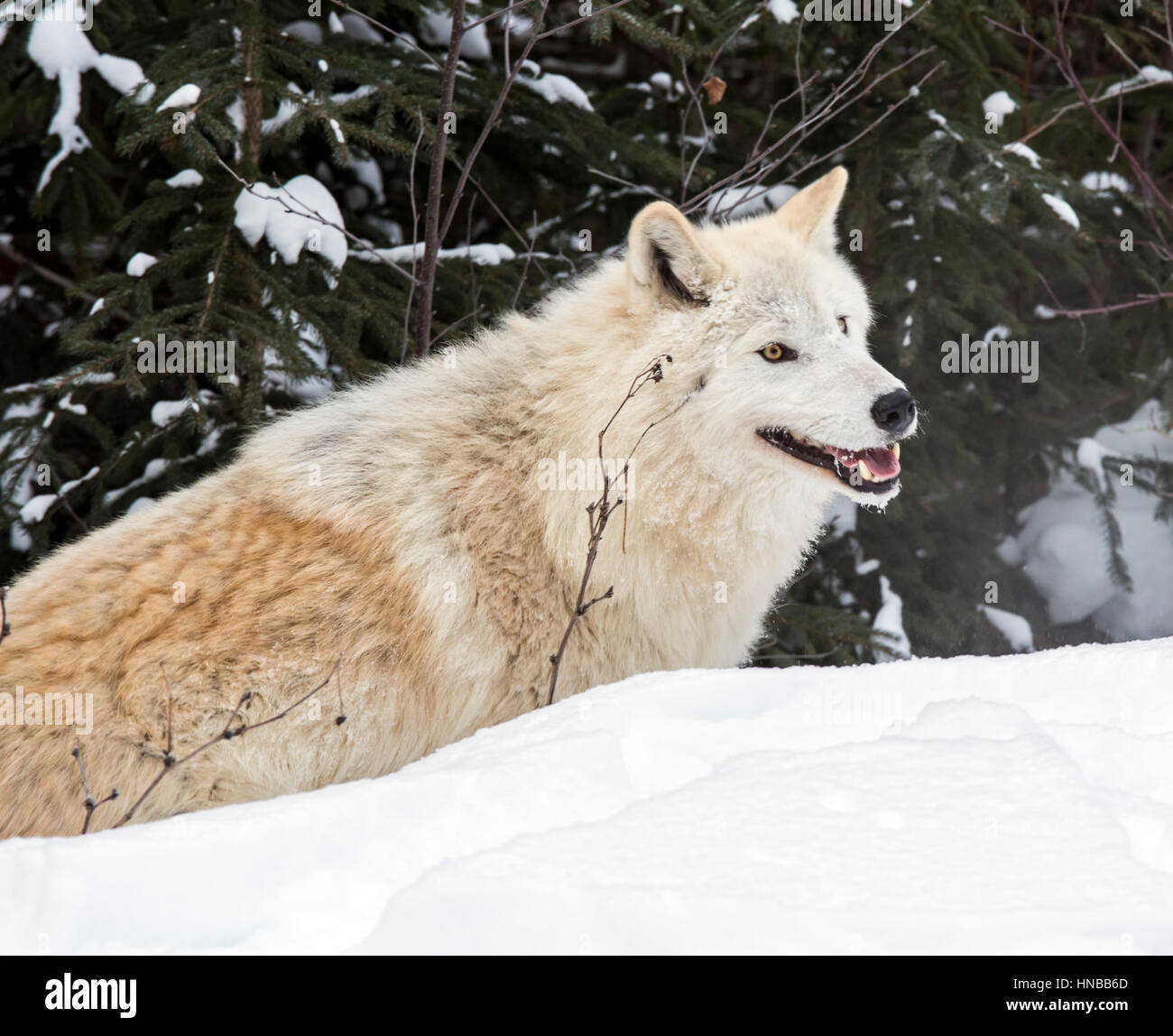 Lupo grigio; Lupus Canus; British Columbia; Canada Foto Stock